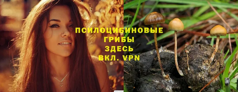 где можно купить   гидра как зайти  Галлюциногенные грибы MAGIC MUSHROOMS  Камышлов 